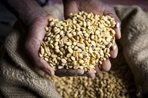 Images Dated 25th September 2012: Dried Coffee Beans, Marley Coffee plantation, Blue Mountains, Portland Parish, Jamaica