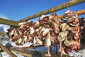 Sakrisoy Prints: Dried fish hanging for drying - Norway, Nordland, Lofoten, Moskenesoya, Sakrisoy