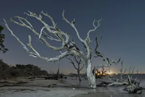 The South Prints: Driftwood Beach, Jekyll Island, Georgia USA