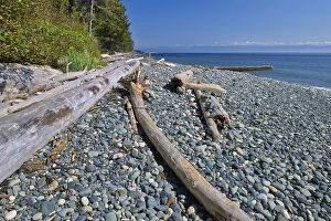 Images Dated 14th August 2023: Driftwood on Sandcut Beach. Jordan River Regional Park, British Columbia, Canada