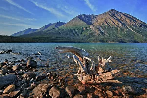 Yukon Collection: Driftwood on shore of Kathleen Lake with St. Elias Mountains in the background