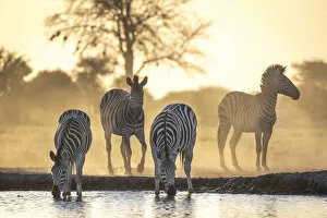 Dust Gallery: Drinking Zebra, Nxai Pan National Park, Botswana