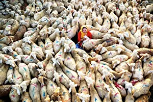 Livestock Prints: Drone view of a smiling woman petting a lamb on a sheep farm, Vietnam. (MR)