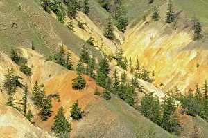 Pines Prints: Dry land with pines in the British Columbia Interior Hat Creek, British Columbia, Canada