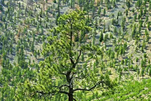 Pines Prints: Dry land with pines in the British Columbia Interior Near Kamloops