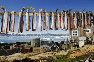 Drying fishes, Tiniteqilaq, Sermilik Fjord, Greenland