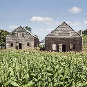 Drying house on a Tobacco Plantation, Pinar del Rio Province, Cuba Drying house on a Tobacco Plantation, Pinar del Rio Province, Cuba