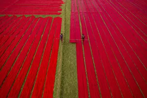 Images Dated 19th January 2021: Drying red fabrics under sunlight, Narsingdi, Bangladesh