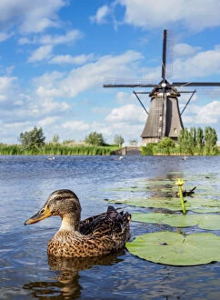 Images Dated 22nd March 2018: Duck and Windmill in Kinderdijk, UNESCO World Heritage Site, South Holland, The