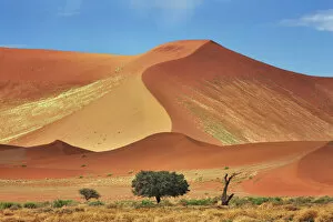 Acacia Gallery: Dune impression with acacia in Namib - Namibia, Hardap, Namib