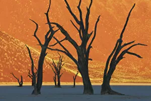 Sand Desert Collection: Dune impression with dead trees in Dead Vlei - Namibia, Hardap, Namib