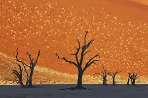 Dune impression with dead trees in Dead Vlei - Namibia, Hardap, Namib