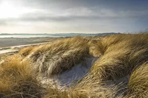 Dunes Gallery: Dune landscape in the Ellenbogen nature reserve near List, Sylt, Schleswig-Holstein, Germany