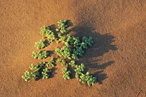 Sand Dune Gallery: Dune vegetation - Namibia, Hardap, Namib, Sossus Vlei - Namib Naukluft National Park