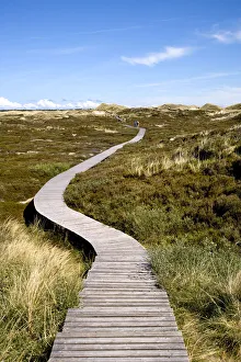 Dunes, Amrum Island, North Frisian Islands, Schleswig Holstein, Germany