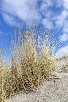 Dierhagen Prints: Dunes and beach grass on the beach of Dierhagen, Mecklenburg-Western Pomerania