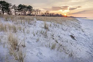 Zingst Prints: Dunes on the beach of Zingst, Mecklenburg-Western Pomerania, Northern Germany, Germany