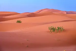 Sahara Prints: The dunes at Erg Chebbi on the Sahara desert, Merzouga, Errachidia, Morocco