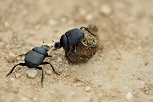 Deep South Prints: Dung beetle rolling a ball of domestic dog dung, Rio Grande City, Texas, USA