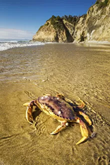 Images Dated 17th April 2018: Dungeness Crab, Hug Point State Recreation Site, Oregon, USA