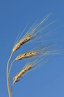 Agribusiness Gallery: Durum wheast closeup Beechy Saskatchewan, Canada