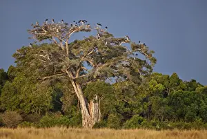 Transmara Prints: As dusk approaches, Marabou storks roost in large wild fig tree near the Mara River