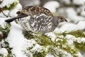 Wyoming Prints: Dusky grouse/Blue grouse (Dendragapus obscurus) Foraging in pine tree