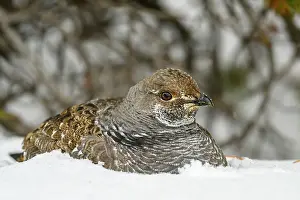 Wyoming Prints: Dusky grouse/Blue grouse (Dendragapus obscurus) Partly buried in snow