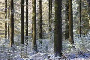 Dusting of snow in a pine woodland, Fernworthy, Dartmoor, Devon, England. Winter