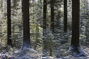 Dusting of snow in a pine woodland, Fernworthy, Dartmoor, Devon, England. Winter