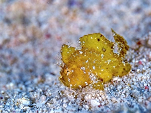 Tropical Fish Prints: Dwarf frogfish (Antennarius pauciradiatus)