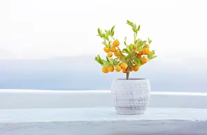 Aegean Prints: Dwarf orange plant on whitewashed table with caldera view behind