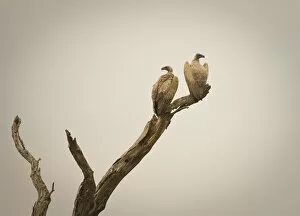 Eagles, Serengeti National Park, Tanzania