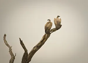 Eagle Prints: Eagles, Serengeti National Park, Tanzania