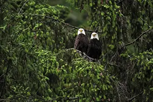 Raptor Prints: Two eagles sit in the trees in the Great Bear Rainforest, British Columbia, Canada