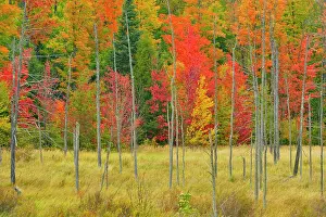 Mixed Forest Prints: Early autumn colour, near Marquette, Michigan, USA