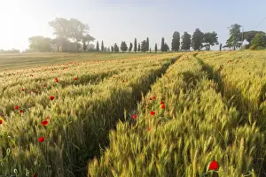 Early Prints: Early morning mist and field of poppies and old abandoned farmhouse, Tuscany, Italy