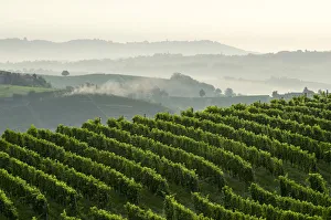 Agricolture Prints: Early morning and mist in Monferrato, Canelli, Piedmont, Italy