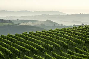 Agricolture Gallery: Early morning and mist in Monferrato, Canelli, Piedmont, Italy