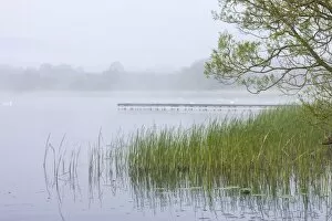 Images Dated 13th May 2010: Early morning mist shrouds Llangorse Lake in the Brecon Beacons National Park, Powys, Wales