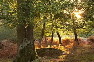 Early morning sunlight illuminates an autumnal deciduous woodland in the New Forest