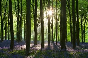 Early morning sunlight in West Woods bluebell woodland, Lockeridge, Wiltshire, England