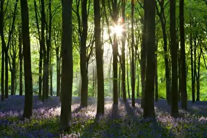 Wiltshire Prints: Early morning sunlight in West Woods bluebell woodland, Lockeridge, Wiltshire, England