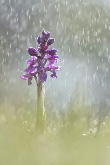 Early Purple Orchid (Orchis mascula) in rain shower, Hardington Moor NNR, Somerset