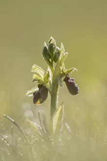 Images Dated 13th October 2021: Early Spider Orchid (Ophrys sphegodes), Durleston Country Park