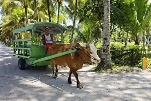 Images Dated 25th February 2021: East Africa, Indian Ocean, Seychelles, La Digue Island, traditonell tourists Oxcart