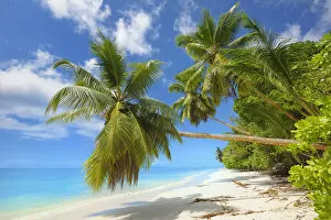 Images Dated 25th February 2021: East Africa, Indian Ocean, Seychelles, Praslin Island, Tropical palm beach