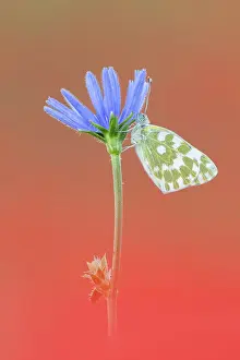 Wildflower Prints: Eastern Bath White (Pontia edusa) roosting upon Common chicory (Cichorium intybus) in field of poppies