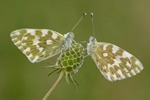 Butterfly Prints: eastern Bath white, Trentino Alto-Adige, Italy