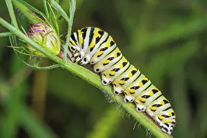 Caterpillar Prints: Eastern Black Swallowtail (Papilio polyxenes) caterpillar. Thornton, Ontario, Canada